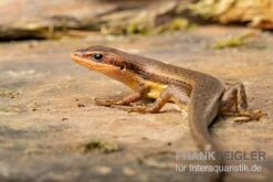 Senegal Mabuya, Trachylepis Affinis -Container Haustiere Geschäft Senegal Mabuya Trachylepis affinis neu 2