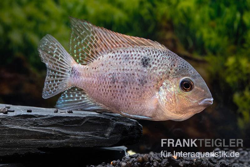Silber-Buntbarsch, Vieja argentea Silber-Buntbarsch, Vieja Argentea -Container Haustiere Geschäft Silber Buntbarsch Vieja argentea 1