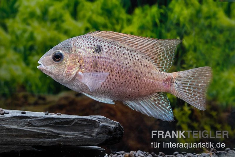 Silber-Buntbarsch, Vieja argentea Silber-Buntbarsch, Vieja Argentea -Container Haustiere Geschäft Silber Buntbarsch Vieja argentea 2