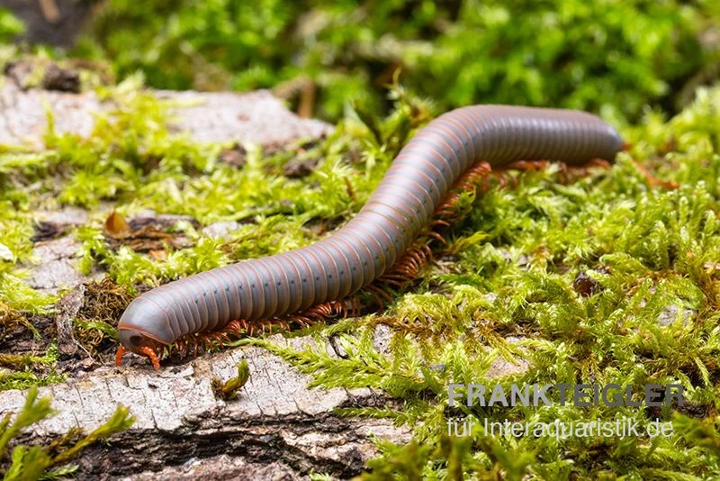 Silberner Tausendfüßer, Aulacobolus unicatus "Silver" Silberner Tausendfüßer, Aulacobolus Unicatus "Silver" -Container Haustiere Geschäft Silberner Tausendfuesser Aulacobolus unicatus Silver 1