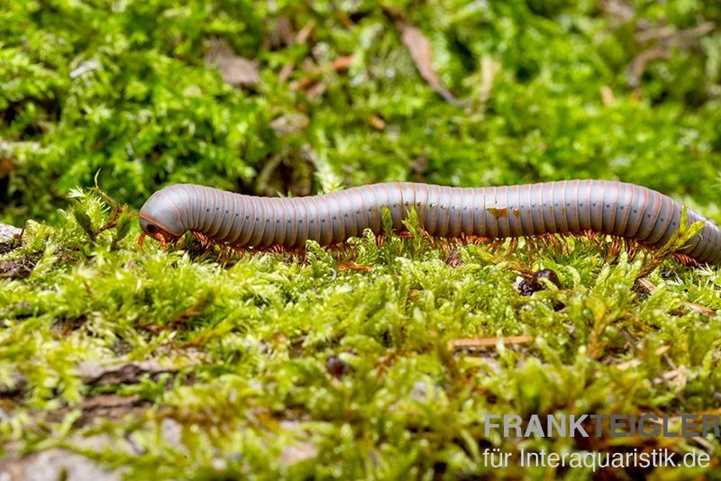 Silberner Tausendfüßer, Aulacobolus unicatus "Silver" Silberner Tausendfüßer, Aulacobolus Unicatus "Silver" -Container Haustiere Geschäft Silberner Tausendfuesser Aulacobolus unicatus Silver 2