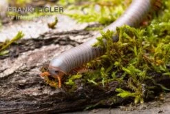 Silberner Tausendfüßer, Aulacobolus Unicatus "Silver" 4 Silberner Tausendfüßer, Aulacobolus Unicatus "Silver" -Container Haustiere Geschäft Silberner Tausendfuesser Aulacobolus unicatus Silver 3