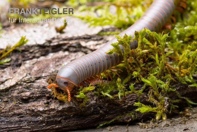 Silberner Tausendfüßer, Aulacobolus unicatus "Silver" Silberner Tausendfüßer, Aulacobolus Unicatus "Silver" -Container Haustiere Geschäft Silberner Tausendfuesser Aulacobolus unicatus Silver 3