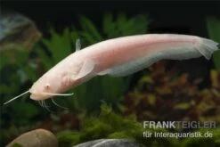 Goldener Flusswels, Silurus Glanis Gold (Kaltwasser) -Container Haustiere Geschäft Silurus glanis flusswels 1