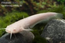 Goldener Flusswels, Silurus Glanis Gold (Kaltwasser) -Container Haustiere Geschäft Silurus glanis flusswels 2