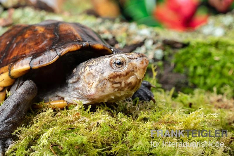 Skorpions-Klappschildkröte, Kinosternon scorpioides Skorpions-Klappschildkröte, Kinosternon Scorpioides -Container Haustiere Geschäft Skorpions Klappschildkroete Kinosternon scorpioides 2