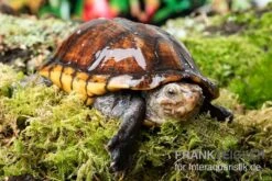 Skorpions-Klappschildkröte, Kinosternon Scorpioides 4 Skorpions-Klappschildkröte, Kinosternon Scorpioides -Container Haustiere Geschäft Skorpions Klappschildkroete Kinosternon scorpioides 3