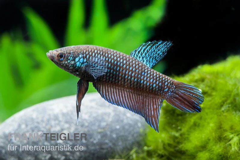 Smaragd-Kampffisch, Betta smaragdina, paarweise Smaragd-Kampffisch, Betta Smaragdina, Paarweise -Container Haustiere Geschäft Smaragd Kampffisch Betta smaragdina