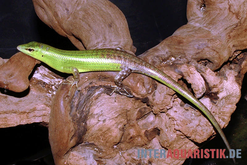 Smaragdgrüner Glanzskink, Lamprolepis smaragdina Smaragdgrüner Glanzskink, Lamprolepis Smaragdina -Container Haustiere Geschäft Smaragdgruener Glanzskink Lamprolepis smaragdina 1