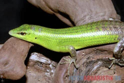 Smaragdgrüner Glanzskink, Lamprolepis Smaragdina 3 Smaragdgrüner Glanzskink, Lamprolepis Smaragdina -Container Haustiere Geschäft Smaragdgruener Glanzskink Lamprolepis smaragdina 2