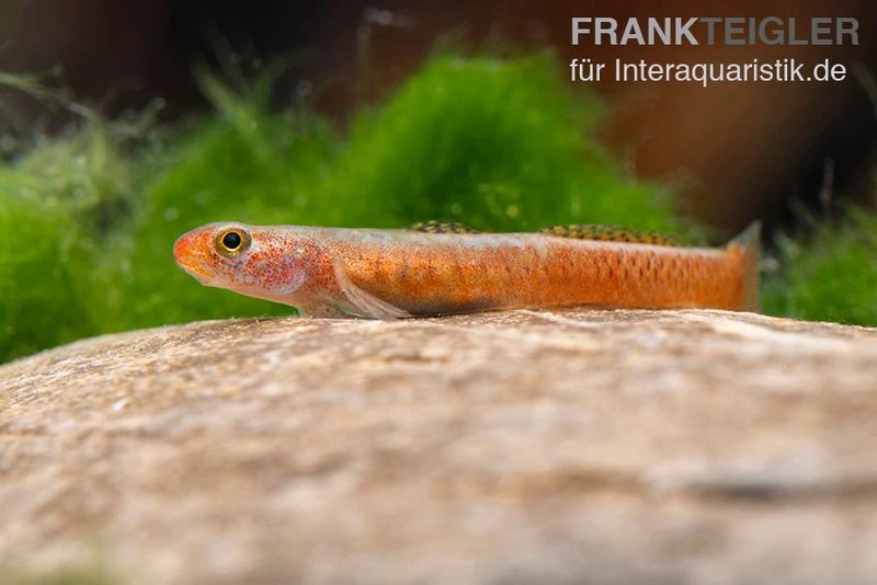 Smaragdgrundel, Stiphodon surrufus, 1 Paar Smaragdgrundel, Stiphodon Surrufus, 1 Paar -Container Haustiere Geschäft Smaragdgrundel Stiphodon surrufus 1