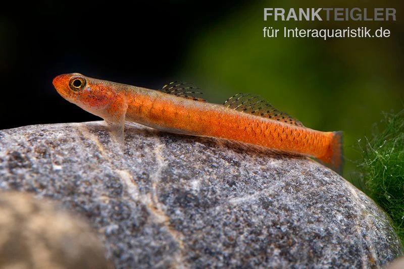 Smaragdgrundel, Stiphodon surrufus, 1 Paar Smaragdgrundel, Stiphodon Surrufus, 1 Paar -Container Haustiere Geschäft Smaragdgrundel Stiphodon surrufus 2