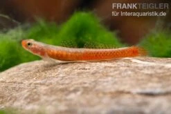 Smaragdgrundel, Stiphodon Surrufus, 1 Paar 4 Smaragdgrundel, Stiphodon Surrufus, 1 Paar -Container Haustiere Geschäft Smaragdgrundel Stiphodon surrufus 3