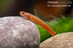 Smaragdgrundel, Stiphodon Surrufus, 1 Paar 5 Smaragdgrundel, Stiphodon Surrufus, 1 Paar -Container Haustiere Geschäft Smaragdgrundel Stiphodon surrufus 4