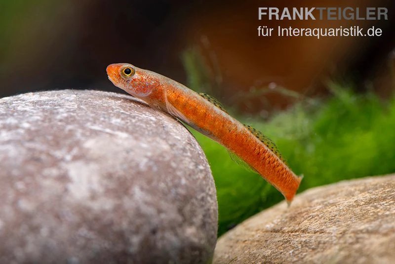 Smaragdgrundel, Stiphodon surrufus, 1 Paar Smaragdgrundel, Stiphodon Surrufus, 1 Paar -Container Haustiere Geschäft Smaragdgrundel Stiphodon surrufus 4