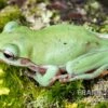Snowflake Korallenfinger-Laubfrosch, Litoria Caerulea Snowflake -Container Haustiere Geschäft Snowflake Korallenfinger Laubfrosch Litoria caerulea Snowflake 1
