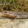 Sonnenskink, Mabuya Macularia -Container Haustiere Geschäft Sonnenskink Mabuya macularia 1