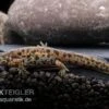 Spanischer Rippenmolch, Pleurodeles Waltl -Container Haustiere Geschäft Spanischer Rippenmolch Pleurodeles waltl 1