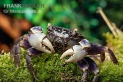 Spider Crab Sp. Blue, Neosarmatium Rotundifrons -Container Haustiere Geschäft Spider Crab Blue 13