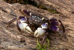 Spider Crab Sp. Blue, Neosarmatium Rotundifrons -Container Haustiere Geschäft Spider Crab Blue 2