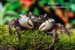 Spider Crab Sp. Blue, Neosarmatium Rotundifrons -Container Haustiere Geschäft Spider Crab Blue 9