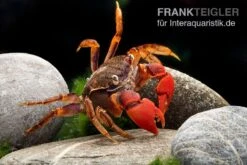Spider Crab Sp. Extreme Red, Neosarmatium Cf. Meinerti -Container Haustiere Geschäft Spider Crab Red 12