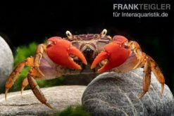 Spider Crab Sp. Extreme Red, Neosarmatium Cf. Meinerti -Container Haustiere Geschäft Spider Crab Red 14