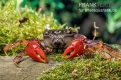 Container Haustiere Geschäft 19 Spider Crab Sp. Extreme Red, Neosarmatium Cf. Meinerti
