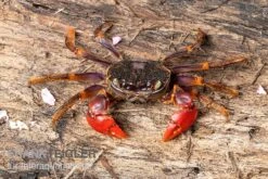 Spider Crab Sp. Extreme Red, Neosarmatium Cf. Meinerti -Container Haustiere Geschäft Spider Crab Red 3