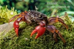 Spider Crab Sp. Extreme Red, Neosarmatium Cf. Meinerti -Container Haustiere Geschäft Spider Crab Red 5