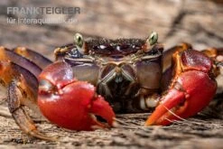 Spider Crab Sp. Extreme Red, Neosarmatium Cf. Meinerti -Container Haustiere Geschäft Spider Crab Red 7