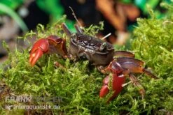 Spider Crab Sp. Extreme Red, Neosarmatium Cf. Meinerti -Container Haustiere Geschäft Spider Crab Red 8