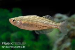 Starche-Creek-Regenbogenfisch, Melanotaenia Maccullochi "Starche Creek", 5 Tiere -Container Haustiere Geschäft Starche Creek Regenbogenfisch Melanotaenia maccullochi Starche Creek 4