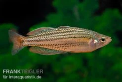 Starche-Creek-Regenbogenfisch, Melanotaenia Maccullochi "Starche Creek", 5 Tiere -Container Haustiere Geschäft Starche Creek Regenbogenfisch Melanotaenia maccullochi Starche Creek 5