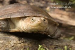 Starrbrust-Pelomeduse, Pelomedusa Subrufa 4 Starrbrust-Pelomeduse, Pelomedusa Subrufa -Container Haustiere Geschäft Starrbrust Pelomeduse Pelomedusa subrufa 3