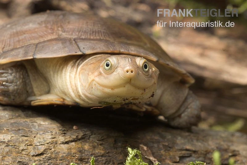 Starrbrust-Pelomeduse, Pelomedusa subrufa Starrbrust-Pelomeduse, Pelomedusa Subrufa -Container Haustiere Geschäft Starrbrust Pelomeduse Pelomedusa subrufa 3
