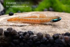 Annieae-Grundel, Stiphodon Annieae, 1 Paar -Container Haustiere Geschäft Stiphodon annieae 18