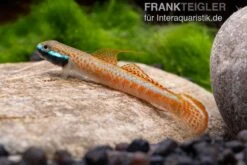 Annieae-Grundel, Stiphodon Annieae, 1 Paar -Container Haustiere Geschäft Stiphodon annieae 19