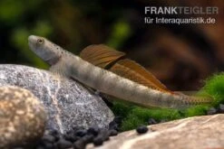 Orangeflossen-Grundel, Stiphodon Maculidorsalis, 1 Paar -Container Haustiere Geschäft Stiphodon maculidorsalis 7