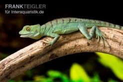 Stirnlappenbasilisk, Basiliscus Plumifrons -Container Haustiere Geschäft Stirnlappenbasilisk Basiliscus plumifrons 3