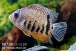 Streifen-Augenfleckbuntbarsch, Heros Notatus -Container Haustiere Geschäft Streifen Augenfleckbuntbarsch Heros notatus 3