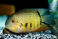 Streifen-Augenfleckbuntbarsch, Heros Notatus -Container Haustiere Geschäft Streifen Augenfleckbuntbarsch Heros notatus neu