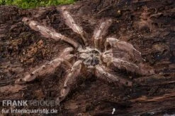 Leopardvogelspinne, Stromatopelma Calceatum XL -Container Haustiere Geschäft Stromatopelma calceatum 1