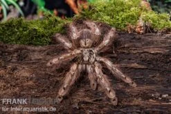Leopardvogelspinne, Stromatopelma Calceatum XL -Container Haustiere Geschäft Stromatopelma calceatum 5