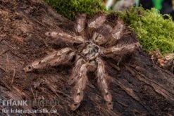 Leopardvogelspinne, Stromatopelma Calceatum XL -Container Haustiere Geschäft Stromatopelma calceatum 6