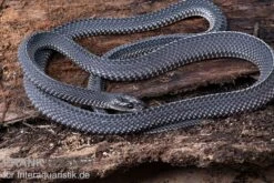 Südliche Feilennatter, Mehelya Capensis -Container Haustiere Geschäft Suedliche Feilennatter Mehelya capensis 3