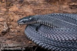 Südliche Feilennatter, Mehelya Capensis -Container Haustiere Geschäft Suedliche Feilennatter Mehelya capensis 5