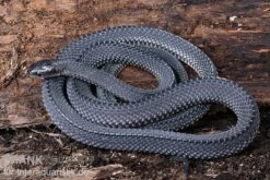 Südliche Feilennatter, Mehelya Capensis -Container Haustiere Geschäft Suedliche Feilennatter Mehelya capensis 6