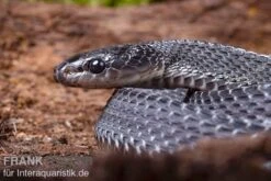 Südliche Feilennatter, Mehelya Capensis -Container Haustiere Geschäft Suedliche Feilennatter Mehelya capensis 7