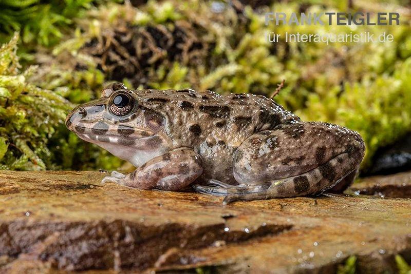 Südostasiatischer Reisfrosch, Fejervarya limnocharis Südostasiatischer Reisfrosch, Fejervarya Limnocharis -Container Haustiere Geschäft Suedostasiatischer Reisfrosch Fejervarya limnocharis